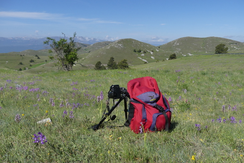 Orchis militaris, Orchis purpurea, Orchis x hybrida  Preappennino aquilano -  2022.